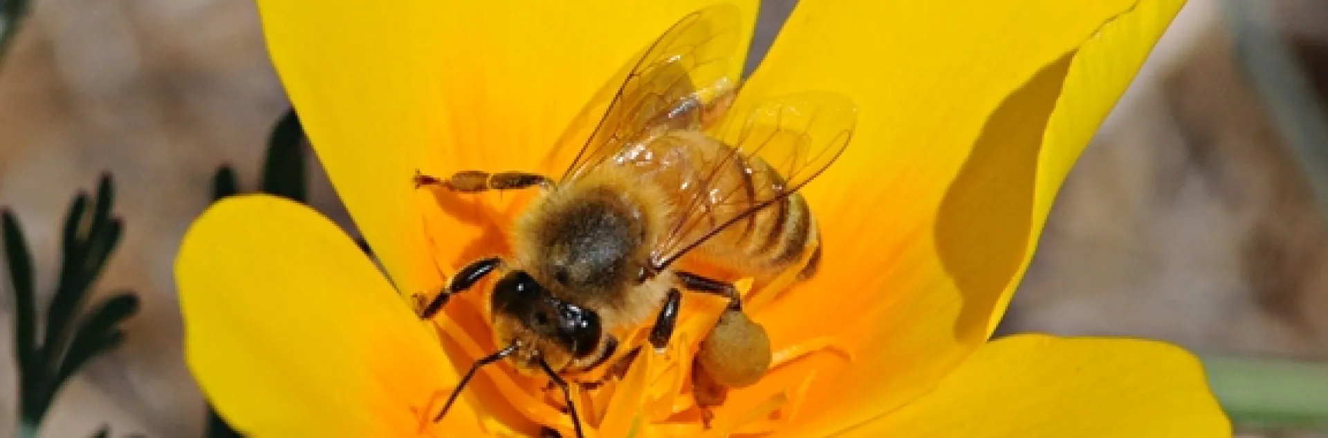 Honey bee on a California golden poppy. (Photo by Kathy Keatley Garvey)