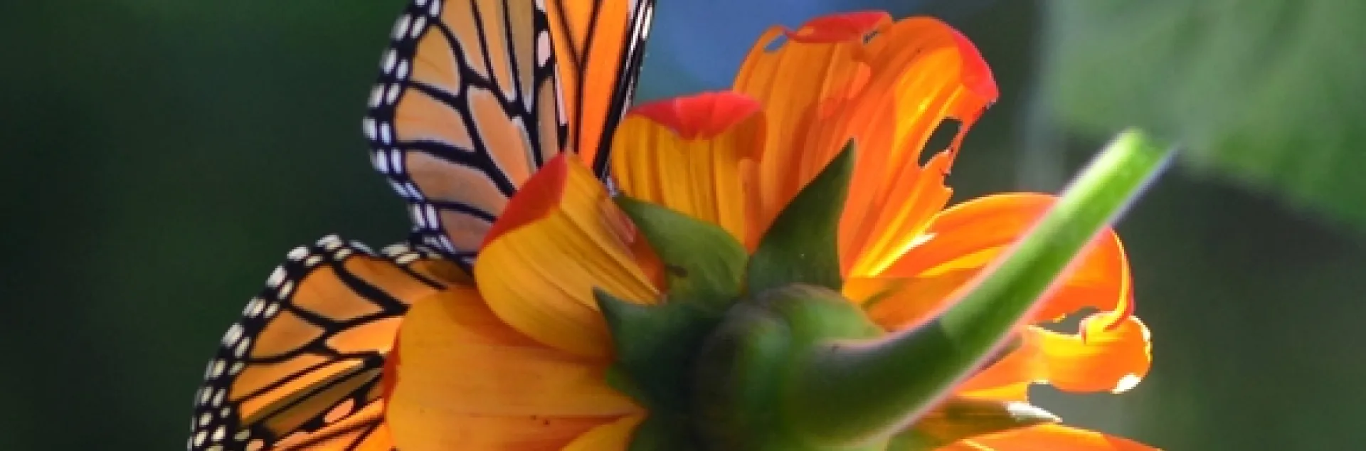 Backlit, the monarch resembles a stained glass window as it touches down on a Mexican sunflower (Tithonia). (Photo by Kathy Keatley Garvey)