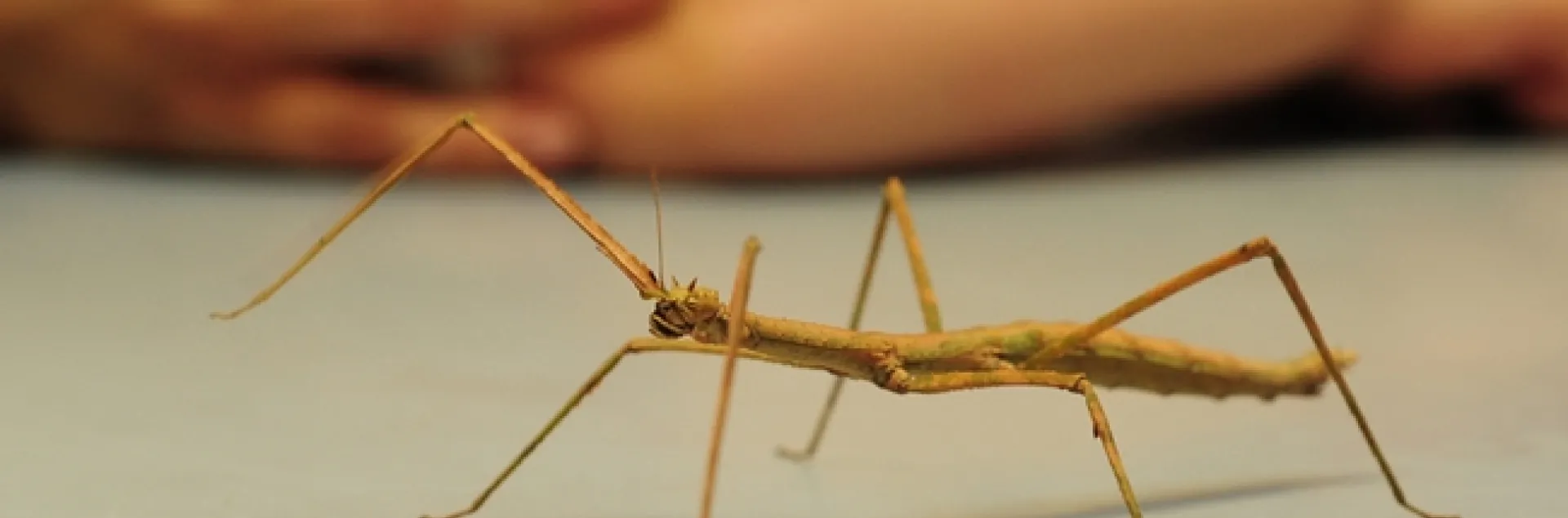 A walking stick is expected to be one of the Bohart Museum of Entomology attractions at Exploratorium Pier 15 on Oct. 2. (Photo by Kathy Keatley Garvey)