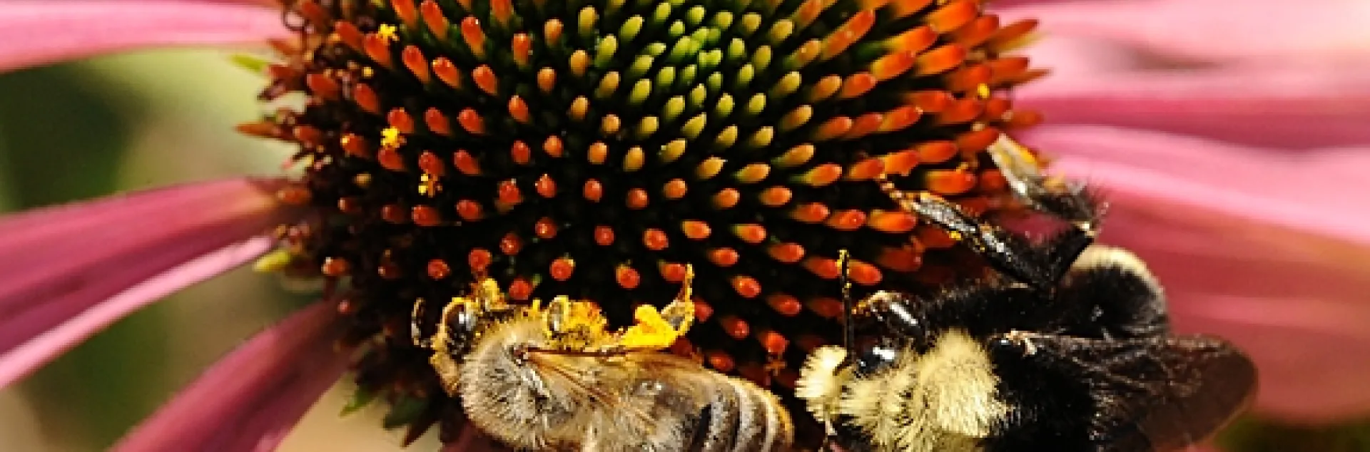 A honey bee and yellow-faced bumble bee, Bombus vosnesenski, share a coneflower. (Photo by Kathy Keatley Garvey)