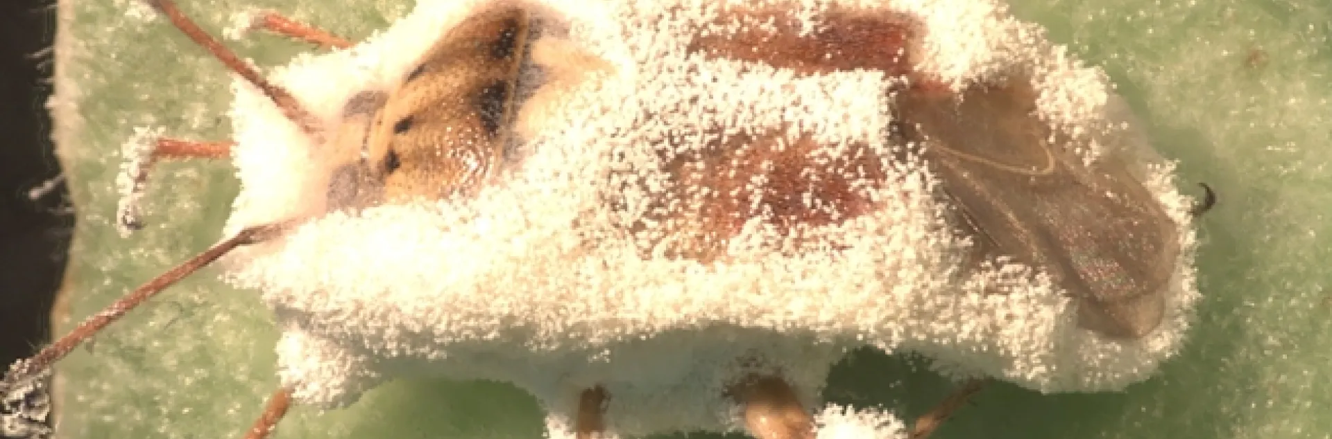 Lygus infected with Bb-Surendra Dara