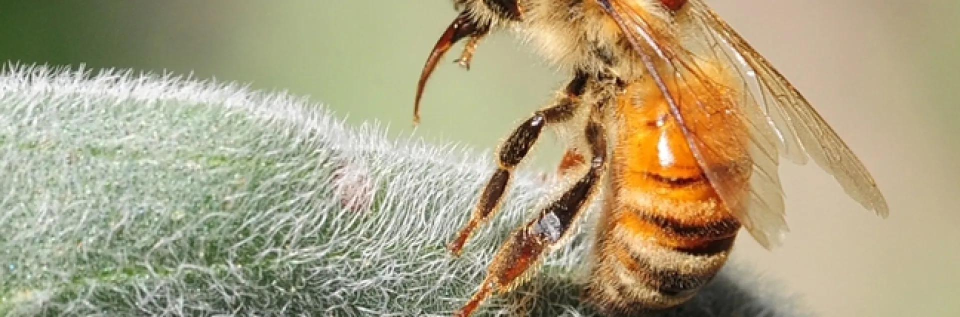 This honey may or may not have been poisoned by neonics, but it's definitely "under the weather." (Photo by Kathy Keatley Garvey)