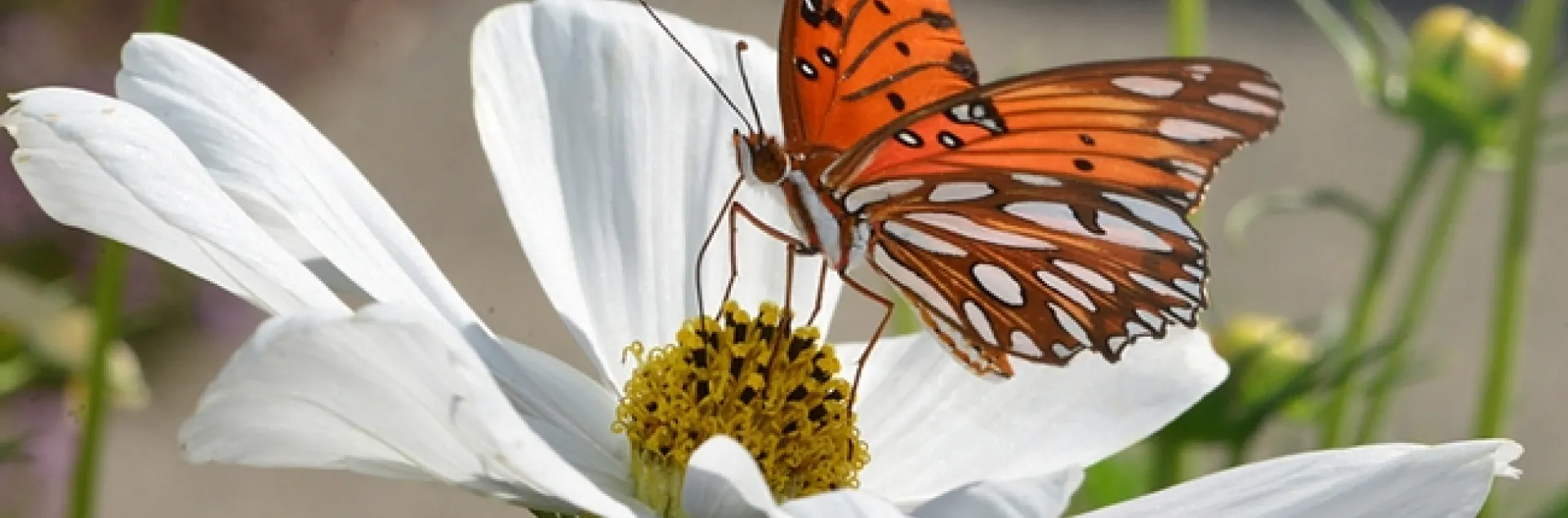 Gulf Fritillary butterfly on Cosmos. One myth is that if you rub the scales off their wings (who would want to?), they can't fly. (Photo by Kathy Keatley Garvey)