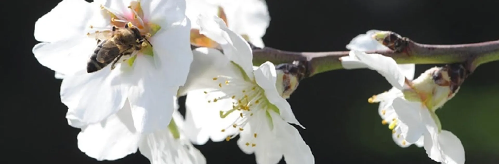 Honey bee pollinating an almond blossom. (Photo by Kathy Keatley Garvey)