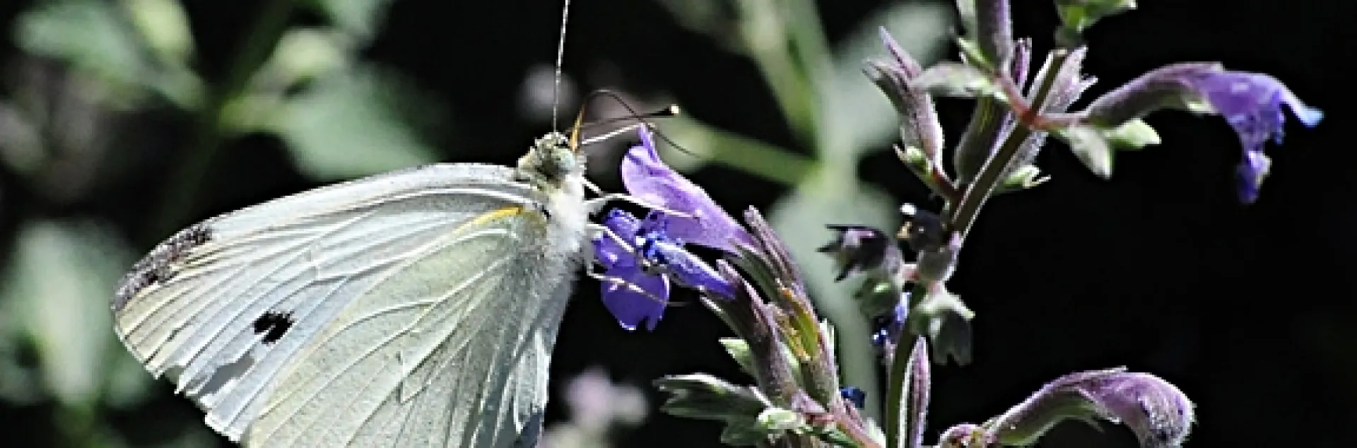 Cabbage white butterfly on catmint. (Photo by Kathy Keatley Garvey)