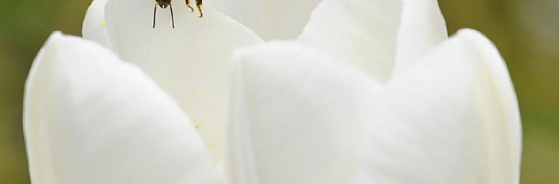 Honey bee foraging on a tulip. (Photo by Kathy Keatley Garvey)