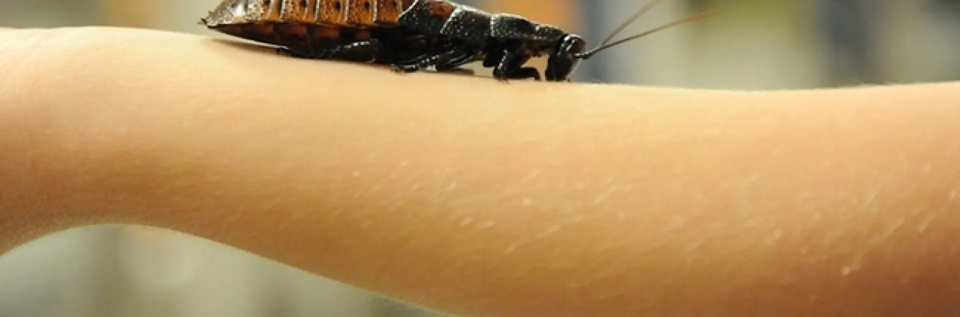 A Madagascar hissing cockroach crawls on the arm of a visitor at the Bohart Museum of Entomology. (Photo by Kathy Keatley Garvey)