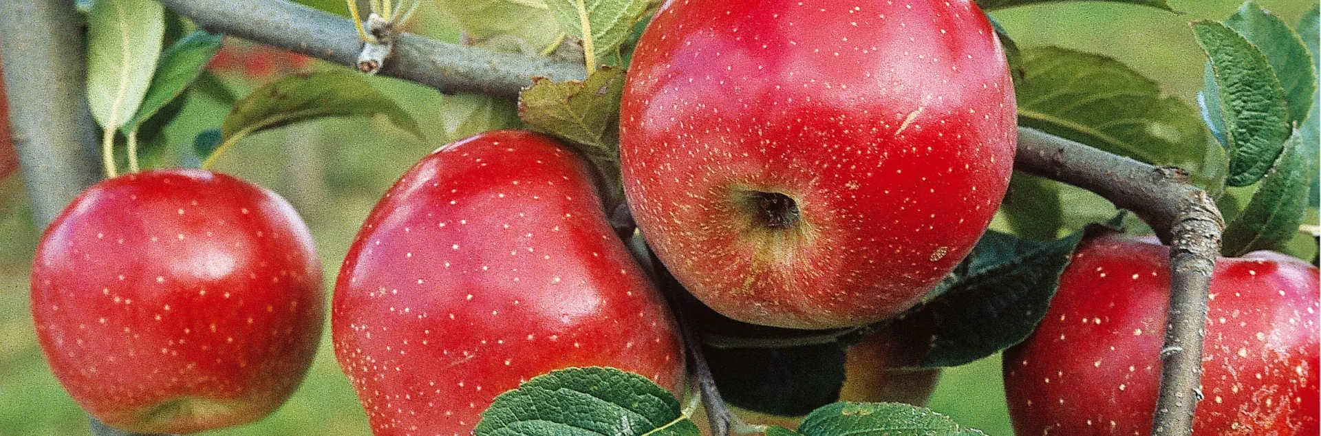 A close-up of a branch with ripe red apples and green leaves on an apple tree.