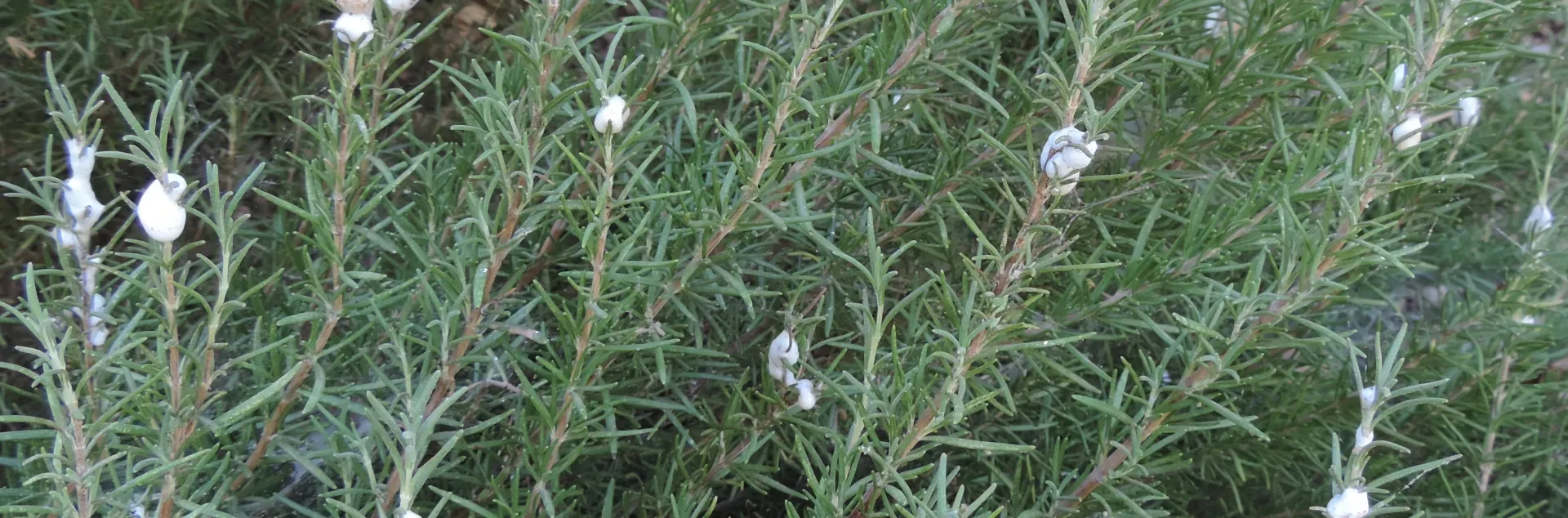 Spittle bug froth on rosemary sometimes mistaken for an abiotic issue.