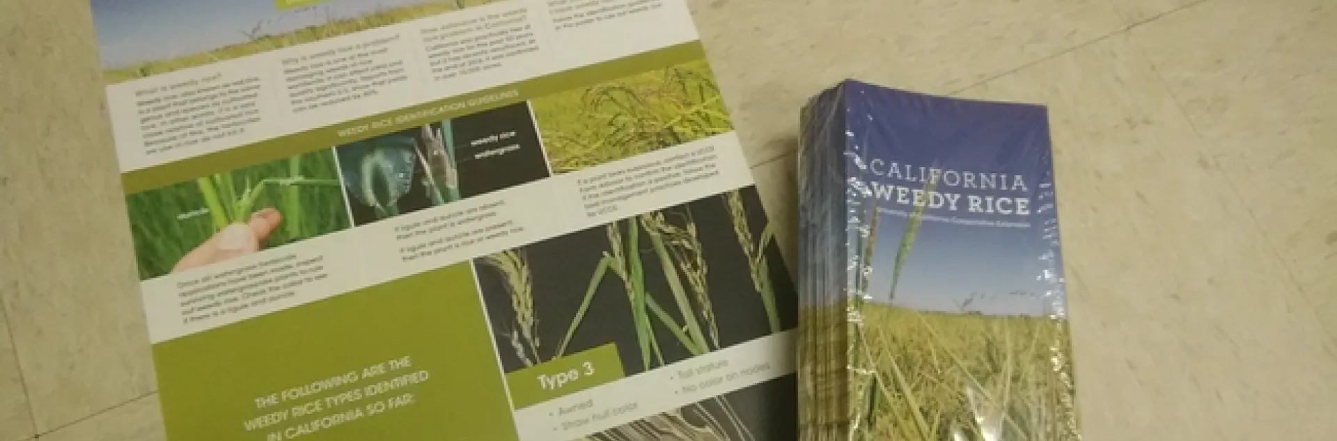 Weedy Rice Poster and Pamphlet