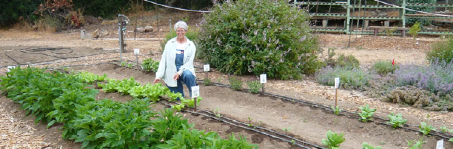 A woman kneels beside rows of leafy green vegetables in an Asian vegetable trial plot, with shrubs and a trellis structure in the background.