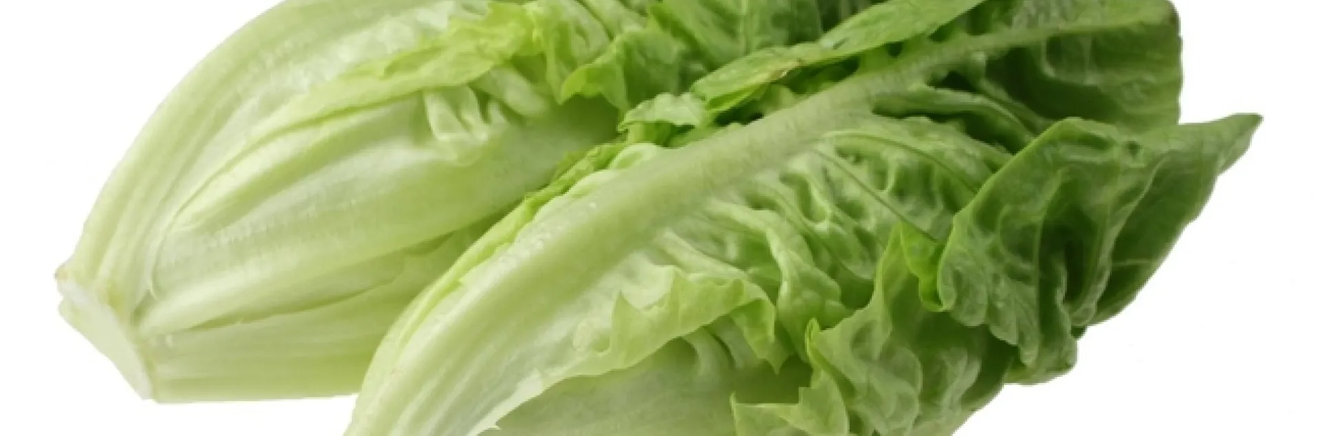 Officials believe romaine lettuce contaminated with E. coli O157:H7 is responsible for recent illnesses and two deaths in the U.S. and Canada. (Photo: Creative Commons 3 - CC BY-SA 3.0)