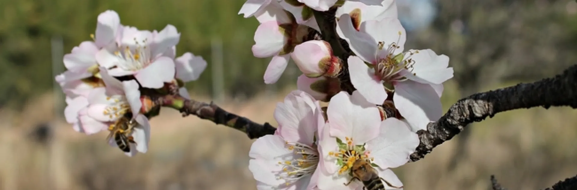 As blossoms begin to pop on Central California fruit and nut trees, farmers are worried about the low levels of rainfall seen in the state so far this winter.