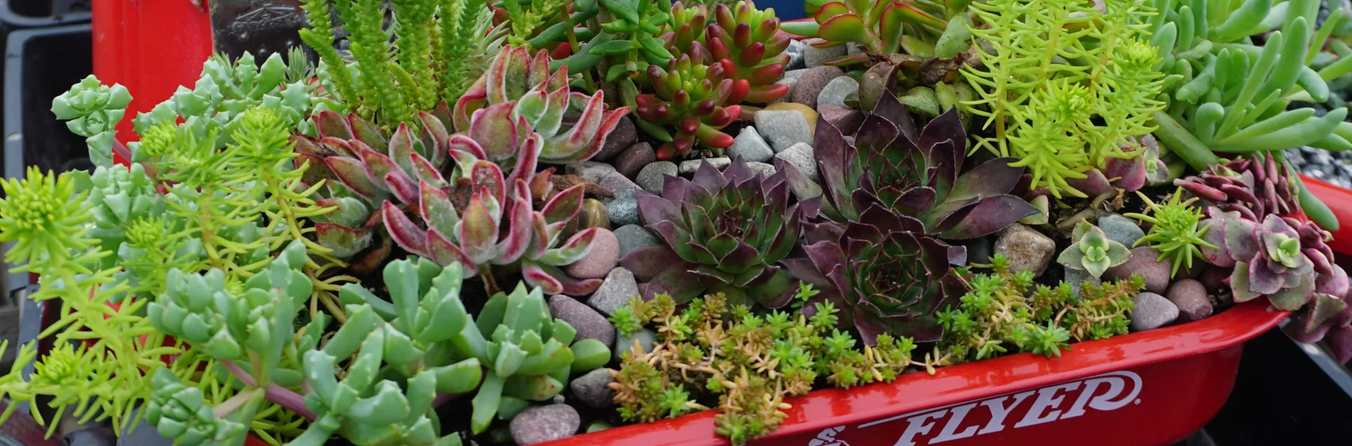 A miniature red Radio Flyer wagon filled with a dense, colorful variety of succulents and decorative pebbles.