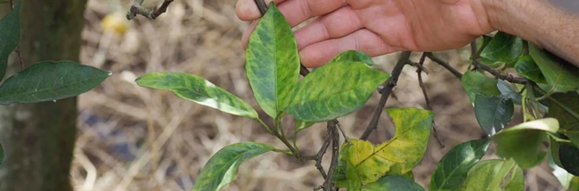 Mottling and yellowing of leaves is a symptom of huanglongbing disease in a citrus tree. HLB is incurable and the tree will eventually die.