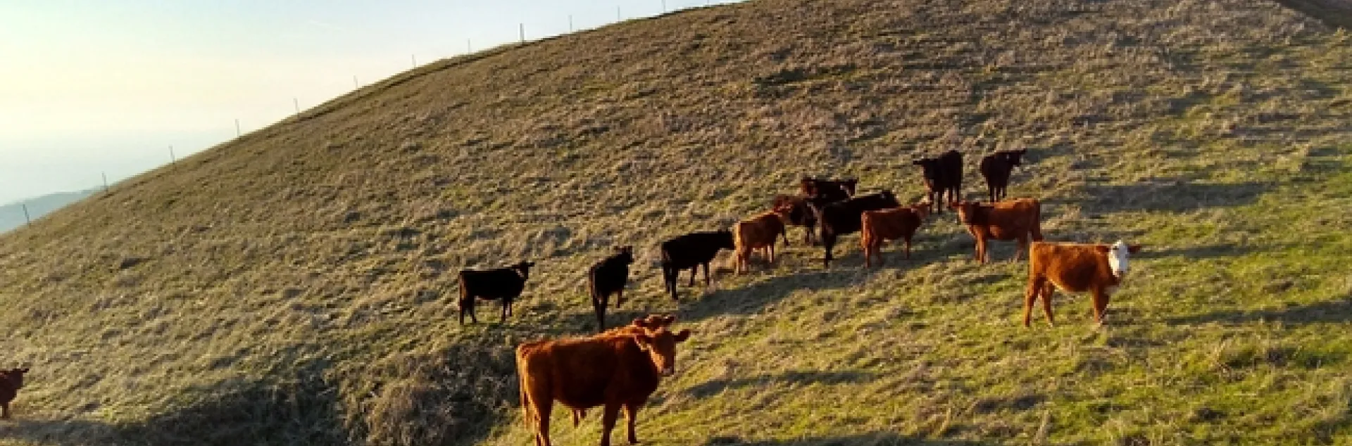 Gabilan Ranch Tour -- Wednesday, April 25th | UC Agriculture and ...