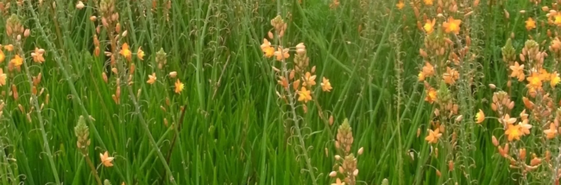 Bulbine and CA poppy