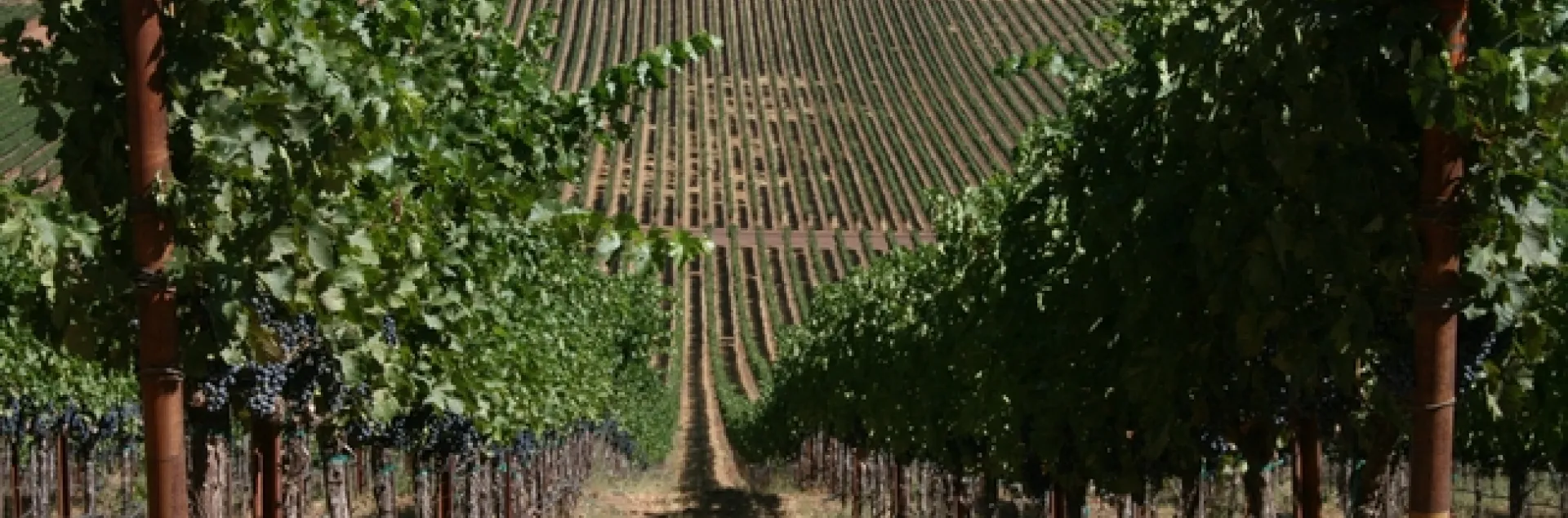 California winemakers are concerned about new Chinese tariffs on wine imports, even though per capita consumption of wine in the country remains low. 'It's all about the future,' say UC ANR experts. (Photo: UCCE Mendocino County)