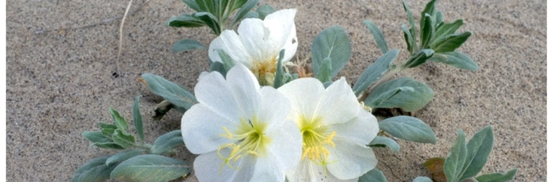 ©Mark W. Skinner. United States, CA, Inyo Co., Death Valley National Park, Eureka Dunes. April 11, 1995.