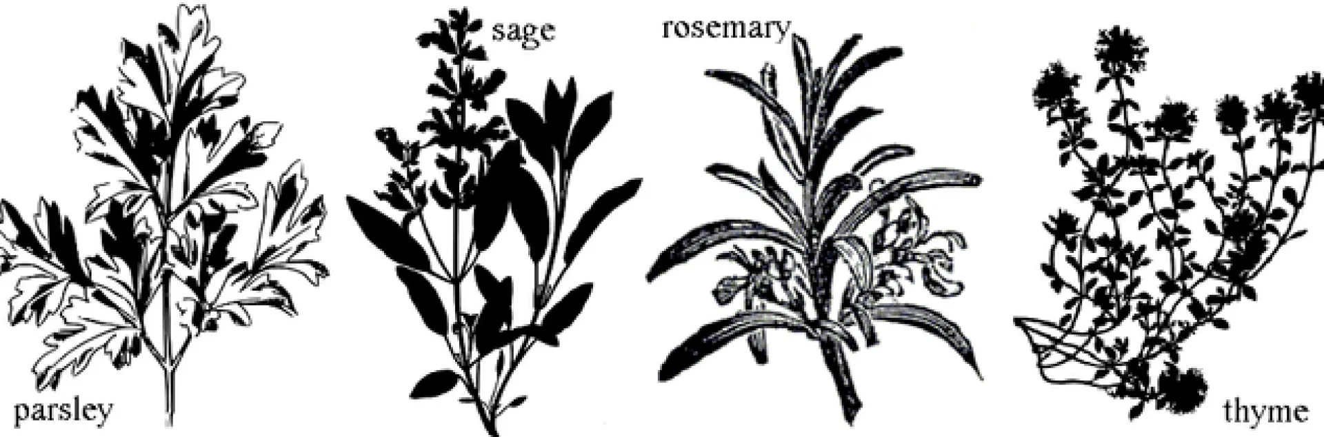 Parsely sage rosemary and thyme