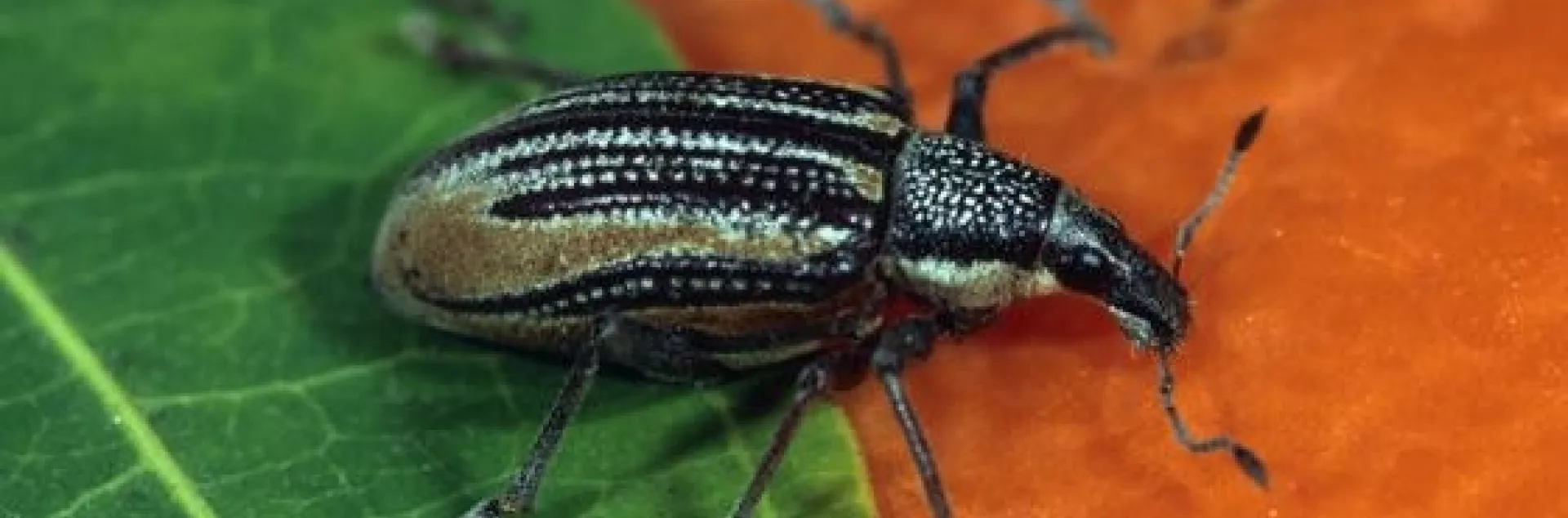 Adult diaprepes root weevil, an invasive pest in California citrus. (Photo: David Rosen, UC IPM)