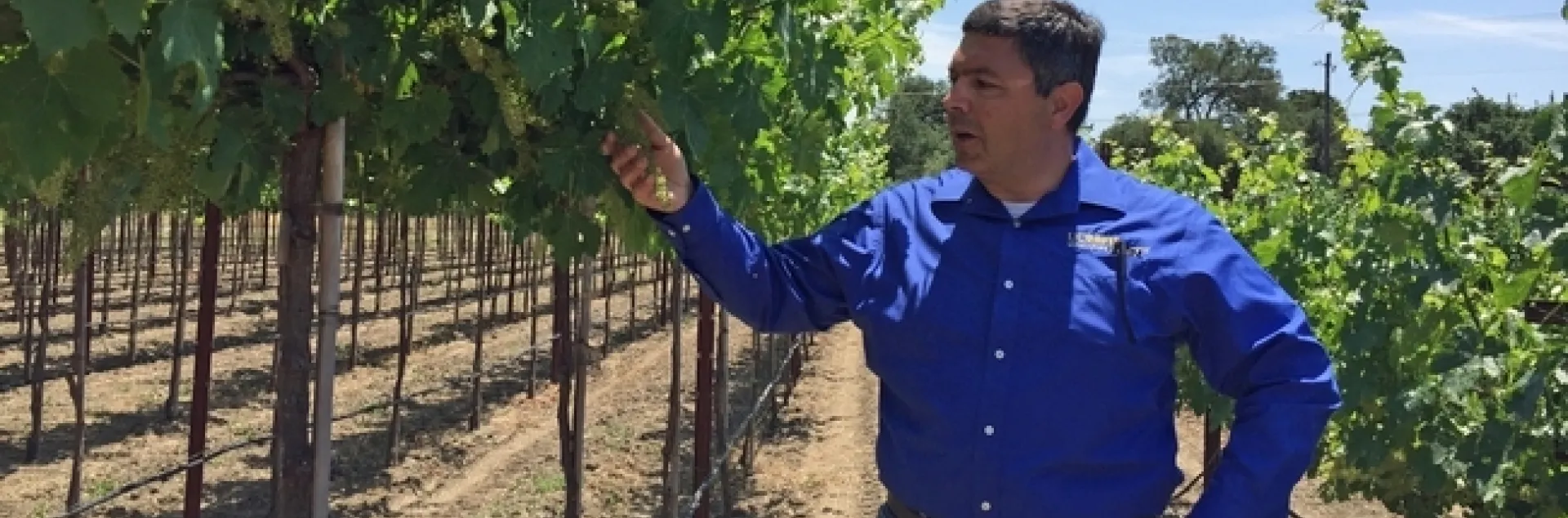 Los costos de mano de obra son de siete centavos por parra en el manejo de un viñedo “sin contacto”, comparado con un dólar en un viñedo convencional, indicó Kaan Kurtural, especialista de Extensión Cooperativa de UC.