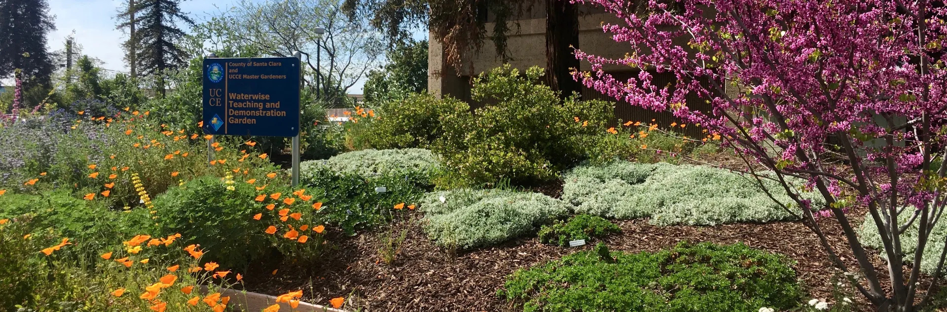 Berger Native Garden, by Rebecca Schoenenberger
