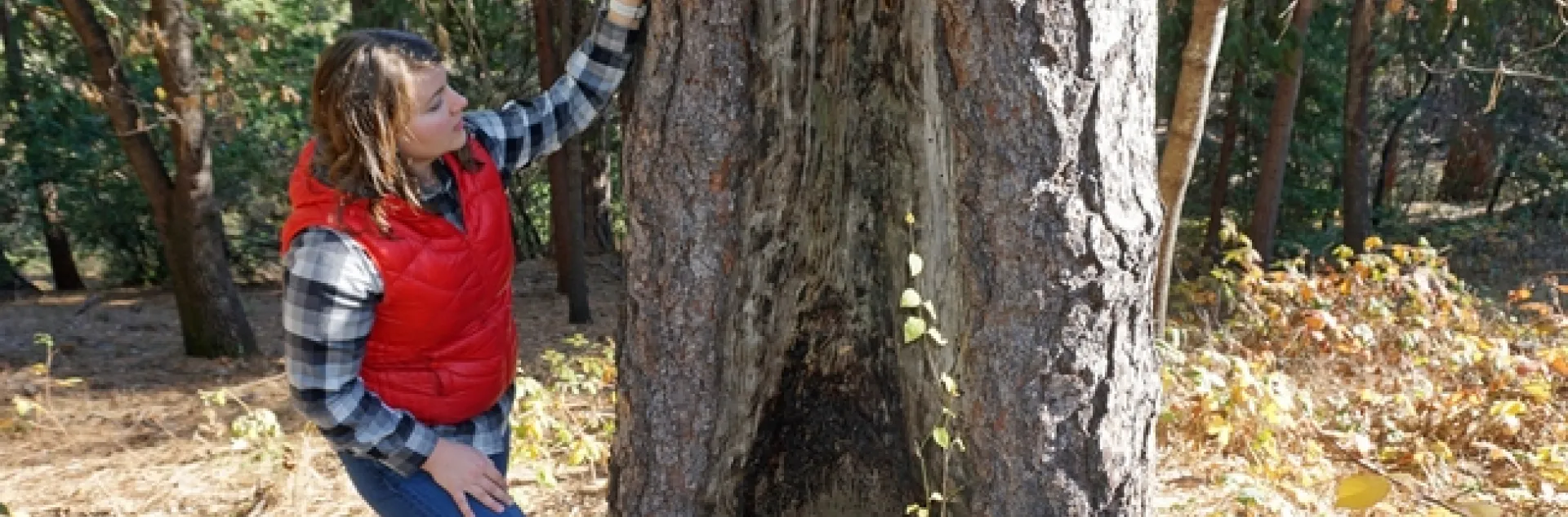 UCCE forest and fire advisor Kate Wilkin examines a tree with an old fire scar.