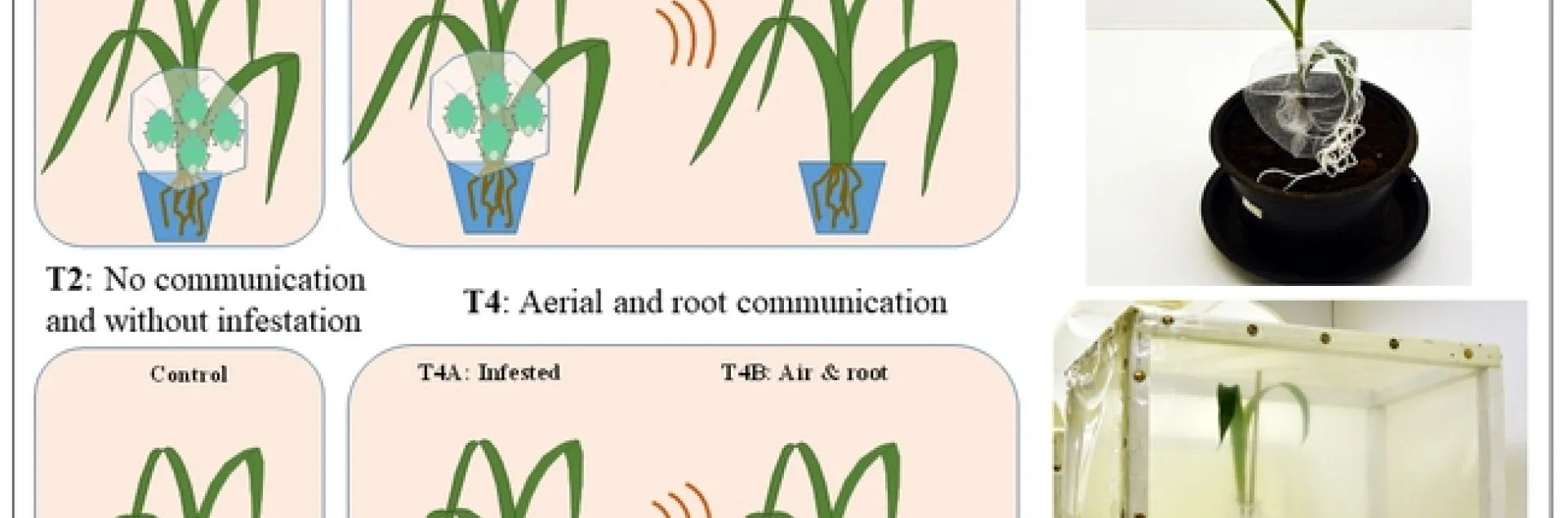 An illustration of plant-plant communication by the Christian Nansen lab, in the Plant Methods journal