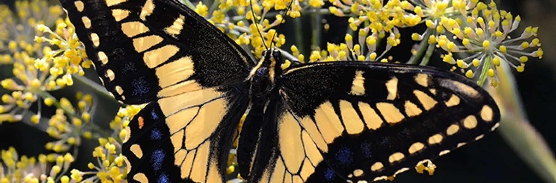 Saving a Butterfly: In a World Where Kindness Matters | Bug Squad