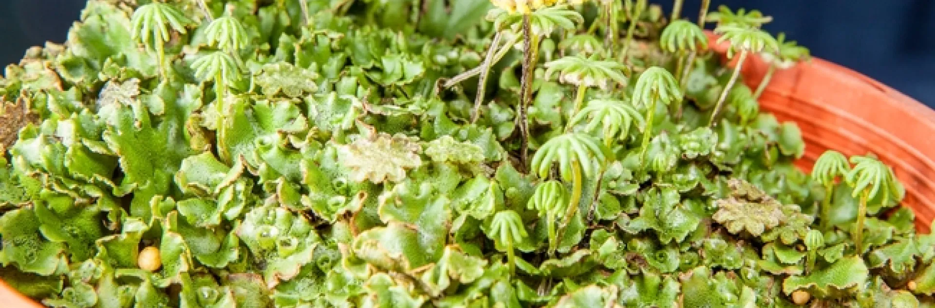 20171120-S Tjosvold MG 1034