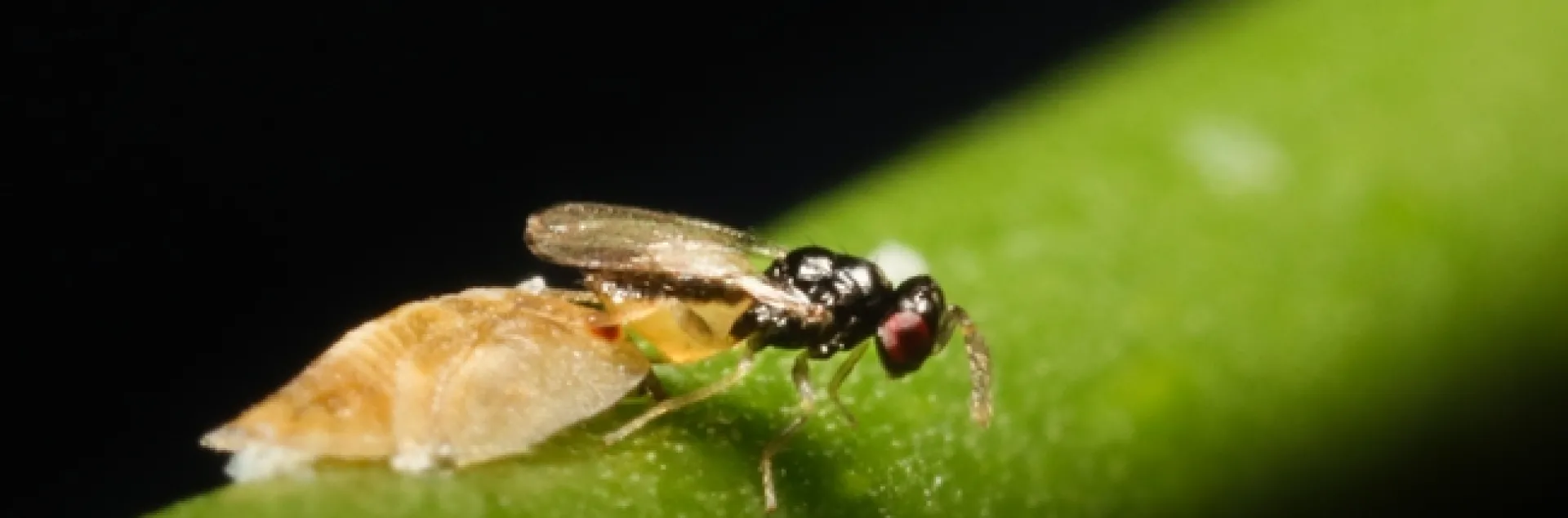 Tamarixia wasp laying eggs under ACP nymph