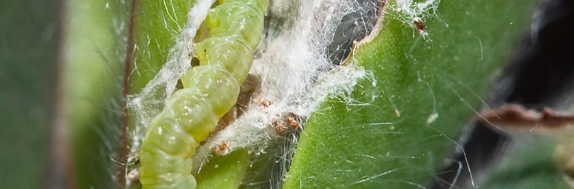 Fig 9 20080424 lbam larva full resolution 9446