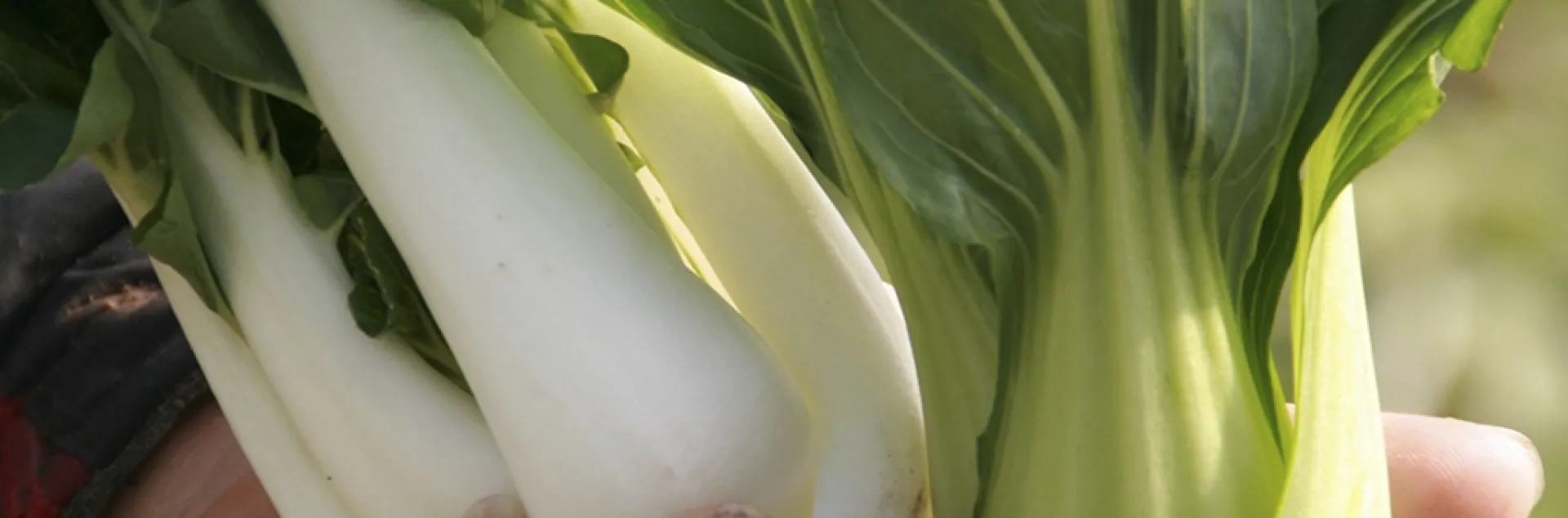 A hand holding multiple stalks of fresh bok choy, showcasing white stalks and green leaves, with a blurred garden background.