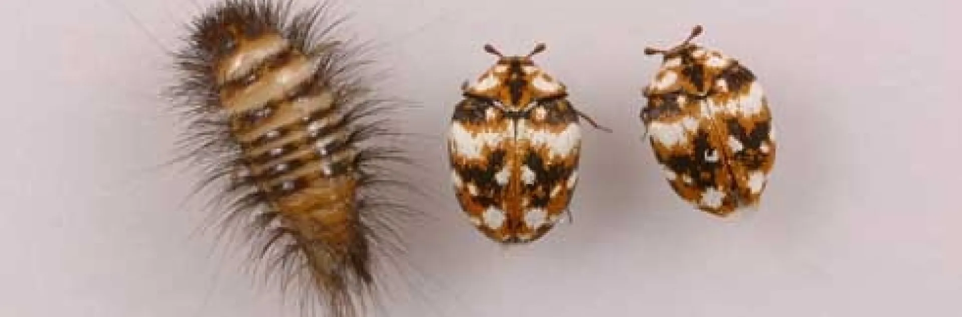 Carpet beetles. (Credit: Dong-Hwan Choe, UCR)