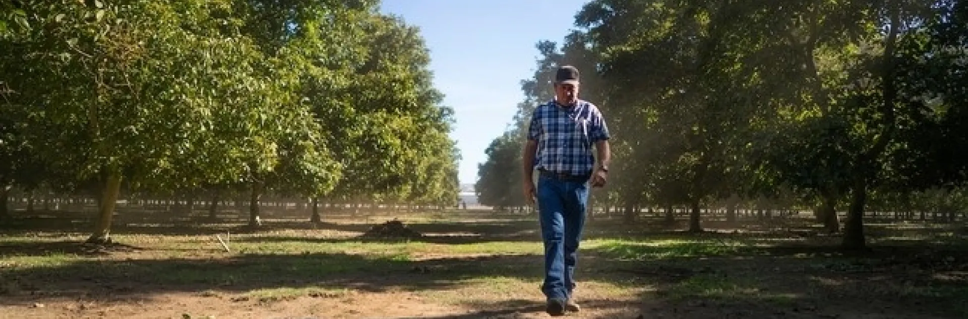 La familia de Hal Crain ha cultivado nueces durante 55 años.