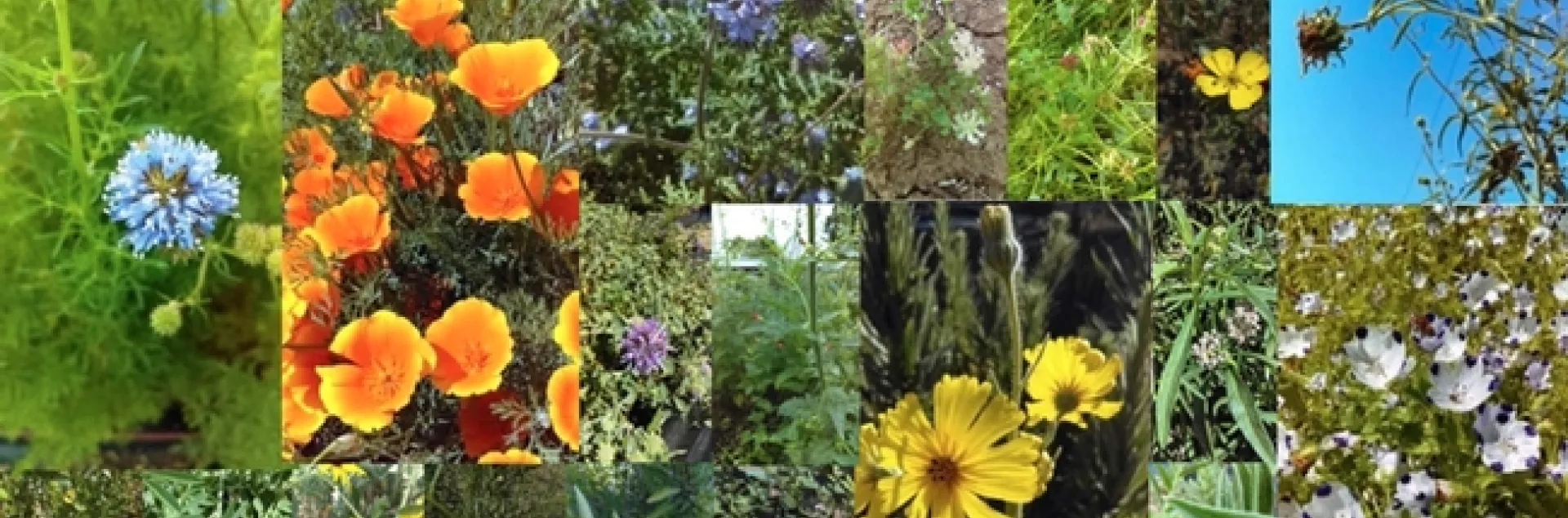 Some of the species planted in the research project. (Photos by Ola Lundin)