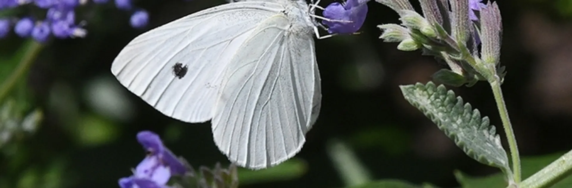 A cabbage white butterfly, Pieris rapae, nectaring on catmint in Vacaville, Calif. (Photo by Kathy Keatley Garvey)