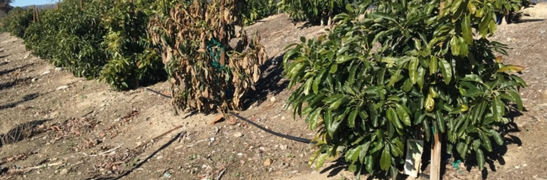 Why O Why, One Tree??? | UC Agriculture and Natural Resources