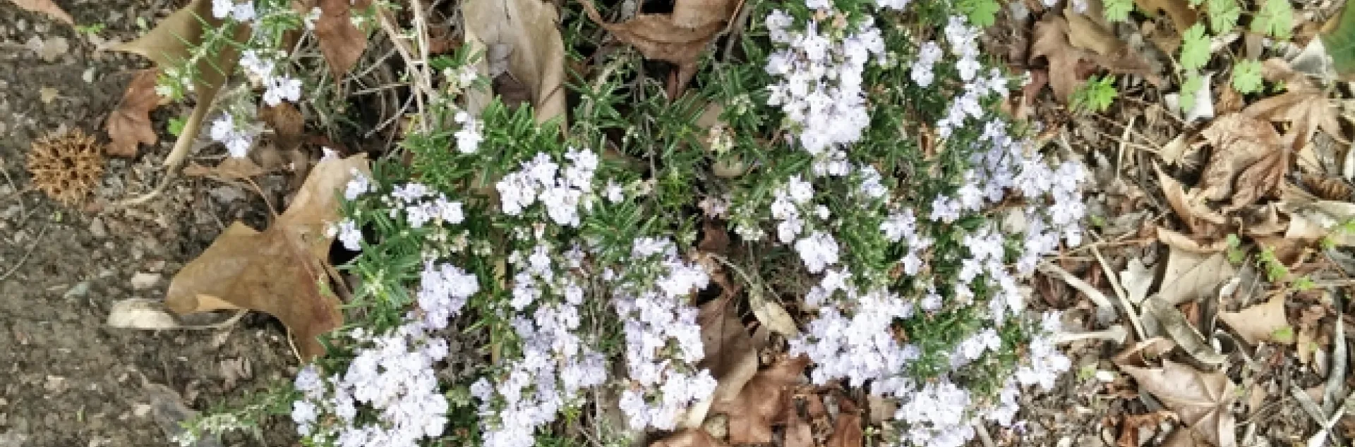 Help Identify this Plant It's a Rosemary | HOrT COCO-UC Master