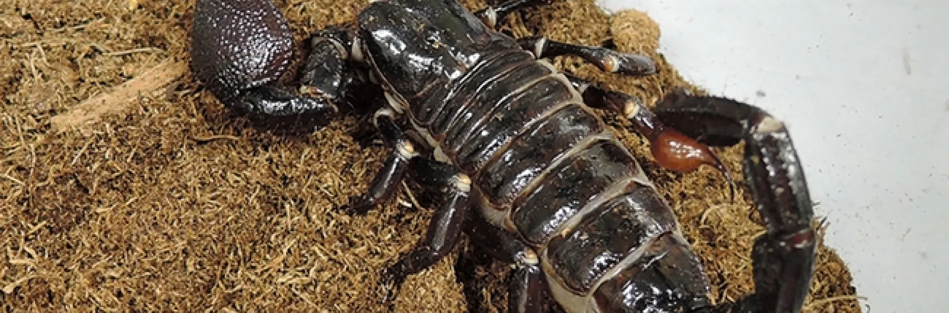Scorpion Scientist Lauren Esposito to Deliver Research Seminar at