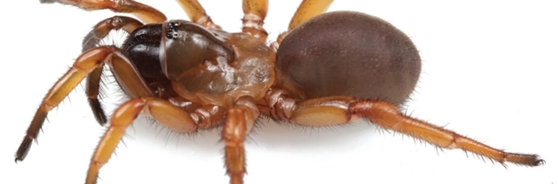 A female Myrmekiaphila tigris: the Auburn Tiger Trapdoor Spider. (Photo by Jason Bond)