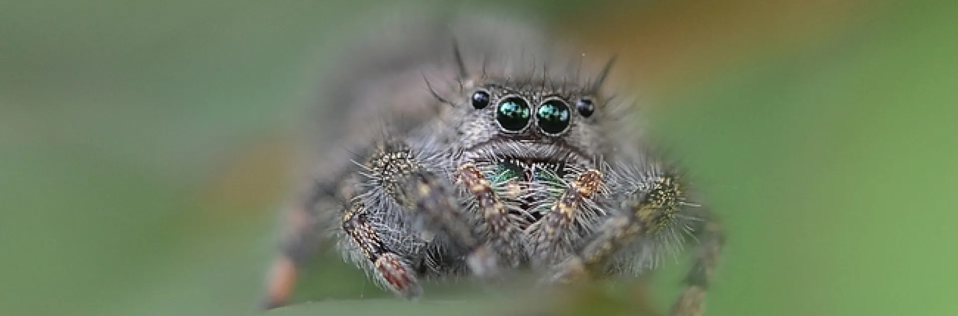 A jumping spider peers at the camera. (Photo by Kathy Keatley Garvey)