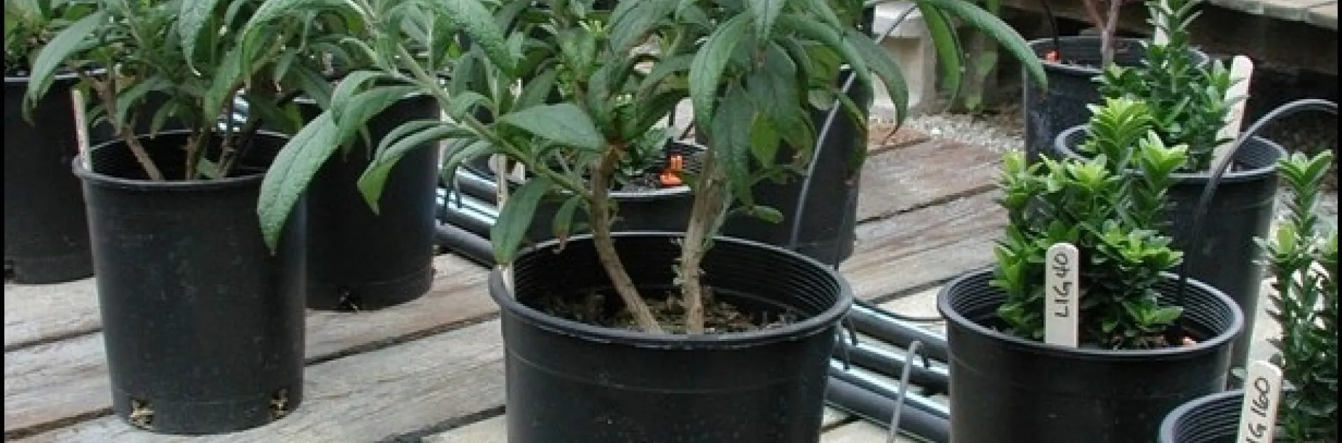 Fig 5 A scale can measure loss of water from transpiration and evaporation from the pot surface.