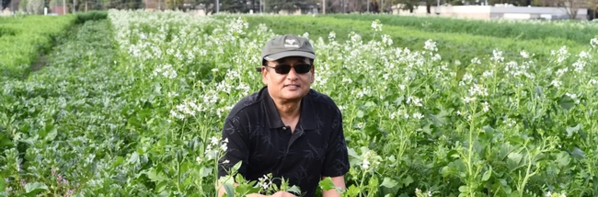 Fresno State Professor and Department Chair, Anil Shrestha, out in his cover crop field on the University’s campus farm