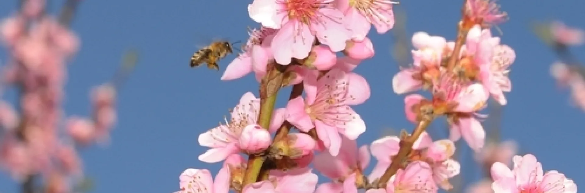 A honeybee approaches peach blossoms. (Photo: Kathy Keatley Garvey)