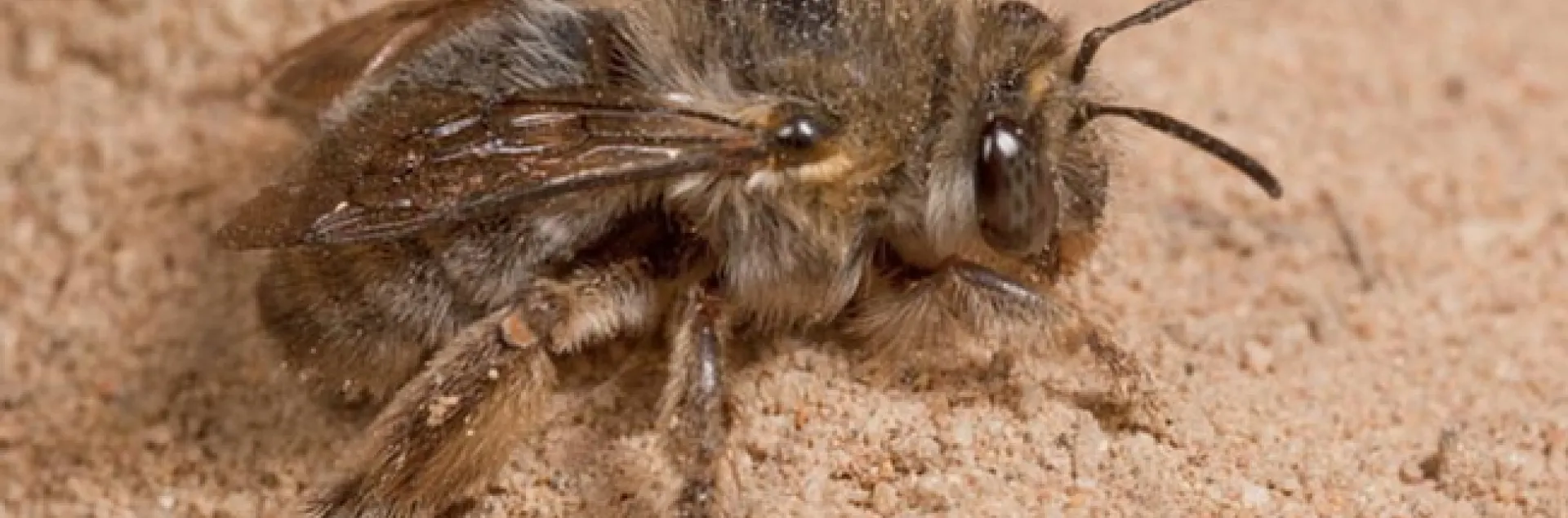 Close-up of female silver digger bee, Habropoda miserabilis, taken at Waldport, Ore. in 2015. (Copyrighted Photo by Leslie Saul-Gershenz. Used with Permission)