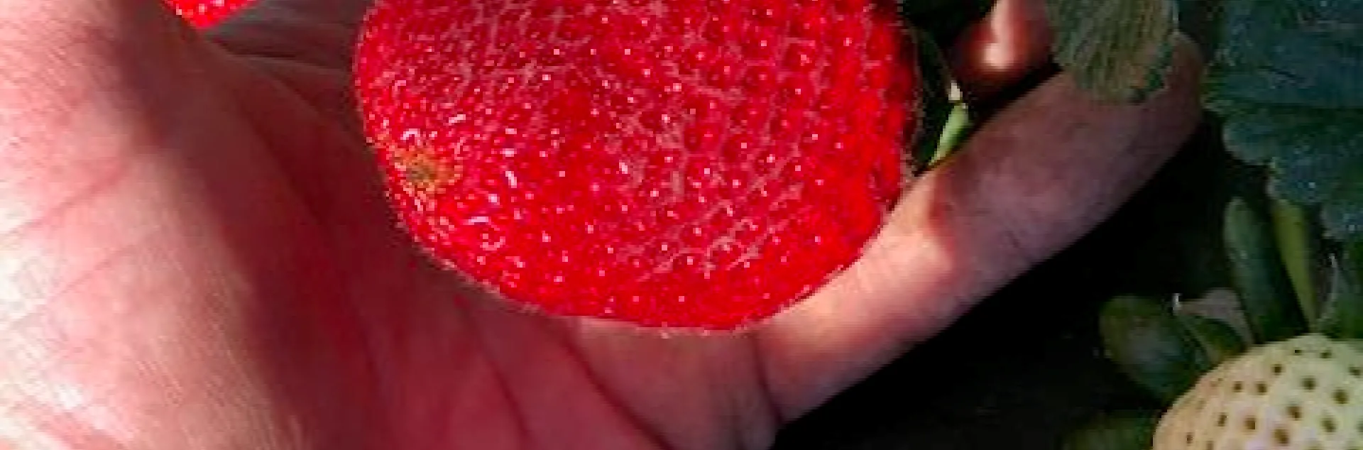 Found this beautiful number in my KPAM crop termination plot. San Andreas variety, almost as big as my hand, easily tops 50 g.