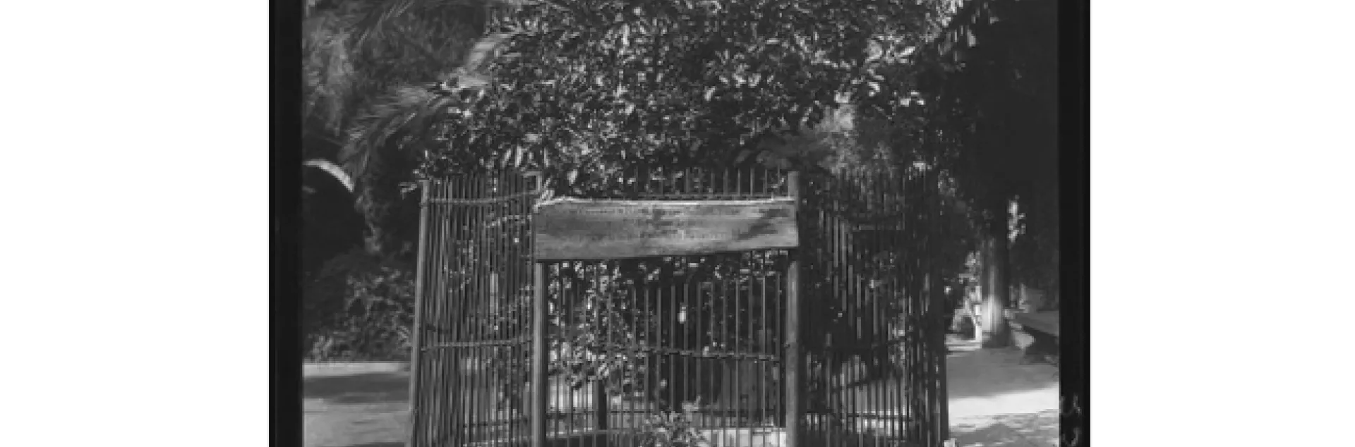 The Riverside Washington Navel tree surrounded by open fencing in this 1932 picture. View the Riverside Press-Enterprise to see a photo of the large steel structure that now looms over the tree. (Photo: Department of Interior)