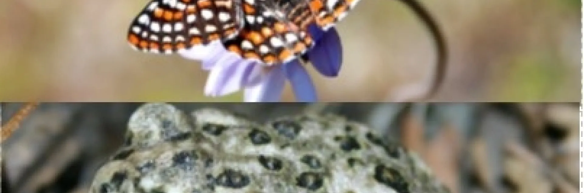 Sable Palm, Mexican wolf, jaguar, ocelot, Quino Checkerspot Butterfly, Arroyo Toad, Peninsualr Bighorn Sheep, Ferruginous Pygmy owl